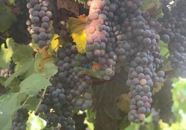 30 ha Finca - San Francisco - Mendoza