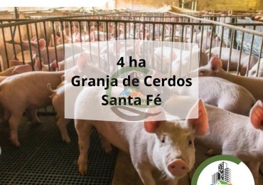 4 ha Granja porcina - santa fe