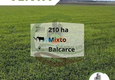 210 ha Mixto - Balcarce