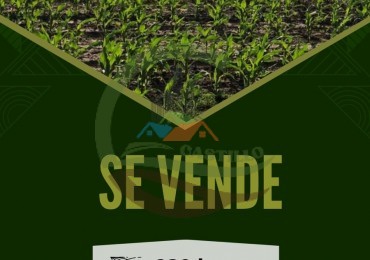 230 ha agricola - Labulaye