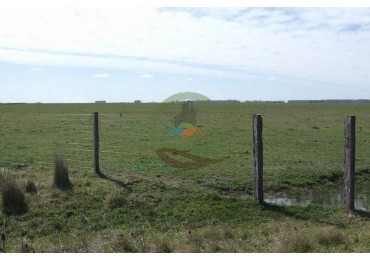 372 Ha Ganadero - Tapalque