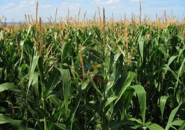 2080 Agricola - Cordoba