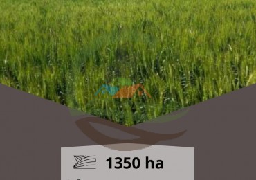 1350 ha Mixta - ROSARIO DE TALA ENTRE RIOS ALTAMIRANO NORTE