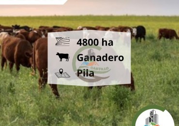 4811 ha ganandero - pila