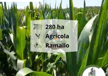 280 ha Agricolas - Ramallo