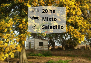 20 ha mixtas - saladillo